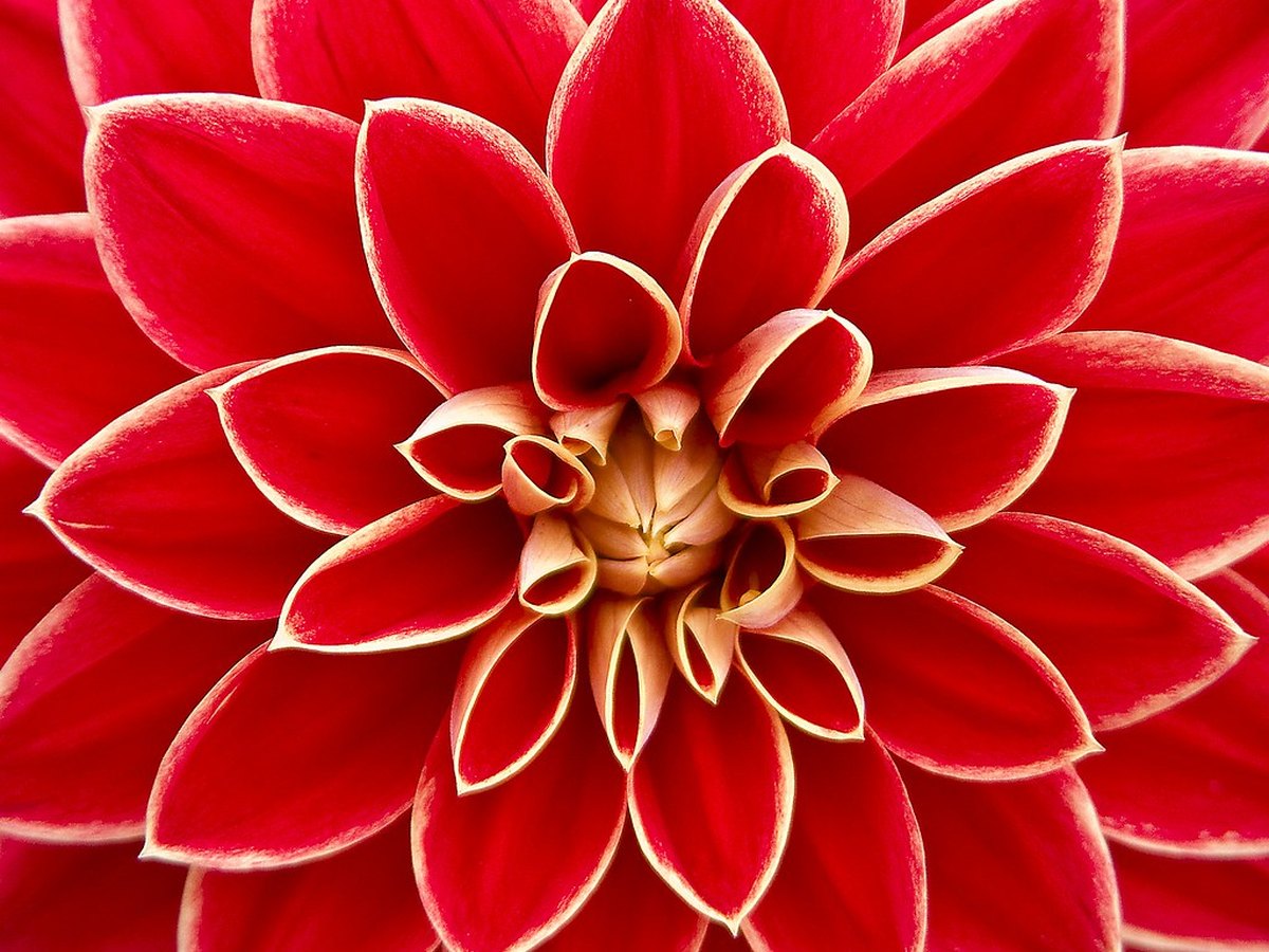 A vivid, intricately layered pattern radiating from a bright centre — a visual metaphor for the rich, divergent inner world of positive schizotypy.
